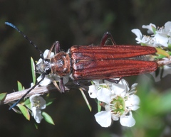 Distichocera macleayi