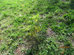 Acer negundo
