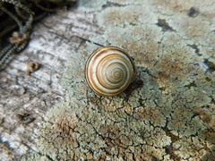 Caucasotachea vindobonensis