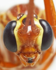 Ophion variegatus