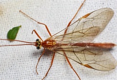 Ophion variegatus