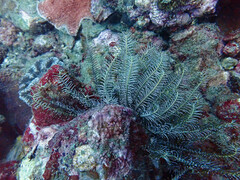 Crinoidea