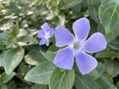 Vinca difformis