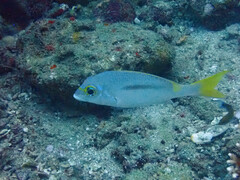 Scolopsis monogramma