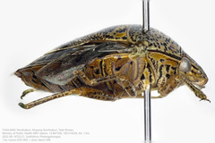 Axiagastus rosmarus