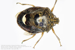 Axiagastus rosmarus