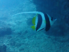 Heniochus acuminatus