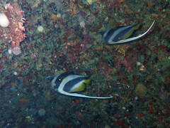 Heniochus acuminatus