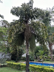 Caryota urens image