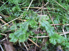 Marchantia polymorpha polymorpha