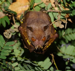 Queensland Tube-Nosed Fruit Bat photo 2