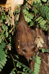 Queensland Tube-Nosed Fruit Bat photo 3
