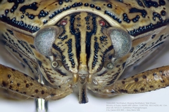 Axiagastus rosmarus