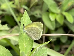 Eurema daira