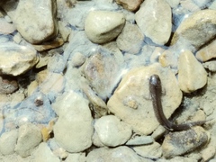 Plethodontidae