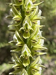 Prasophyllum brownii