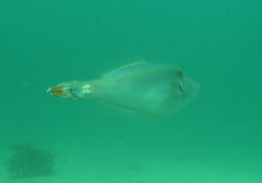 Meuschenia trachylepis