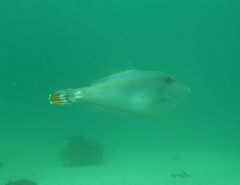 Meuschenia trachylepis