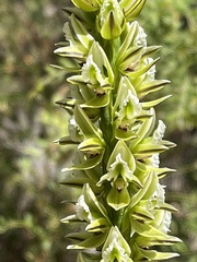 Prasophyllum brownii