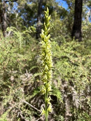Prasophyllum brownii
