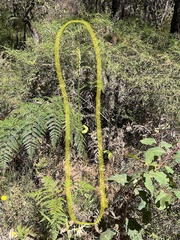 Prasophyllum brownii