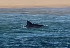 Tursiops
