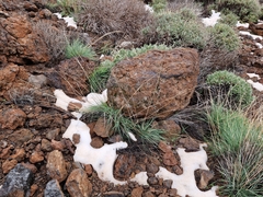 Arrhenatherum calderae