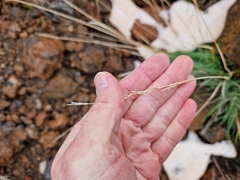 Arrhenatherum calderae