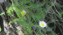 Erigeron karvinskianus