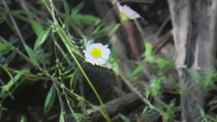 Erigeron karvinskianus