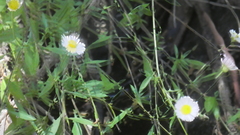 Erigeron karvinskianus