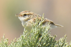 Cisticola