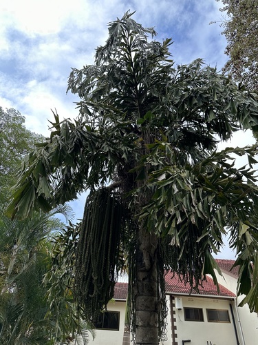 Caryota image