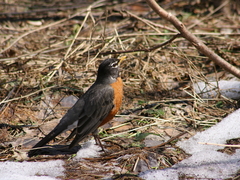 Turdus migratorius