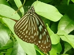 Ideopsis vulgaris