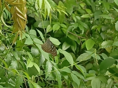 Ideopsis vulgaris