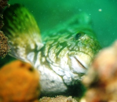 Aplodactylus arctidens