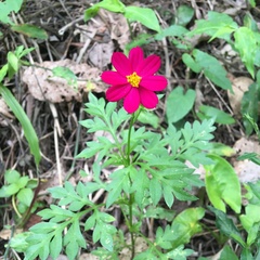 Cosmos caudatus