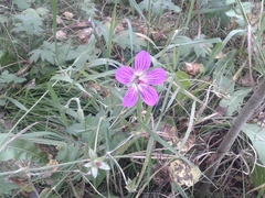 Geranium wlassovianum