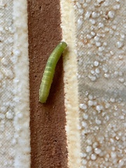 Pyraloidea
