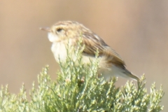 Cisticola