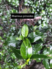 Rhamnus prinoides