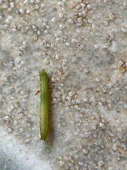 Pyraloidea