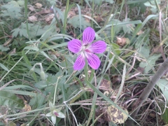 Geranium wlassovianum