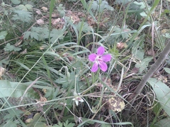 Geranium wlassovianum