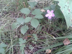 Geranium wlassovianum