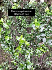 Rhamnus prinoides