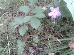 Geranium wlassovianum