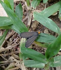Ctenucha rubriceps
