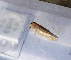 Phlogotettix cyclops